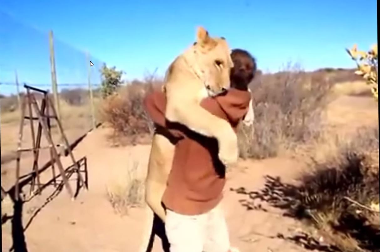 Non, cette lionne n'est pas sur le point de croquer ce pauvre garçon. Elle lui fait un gros câlin.