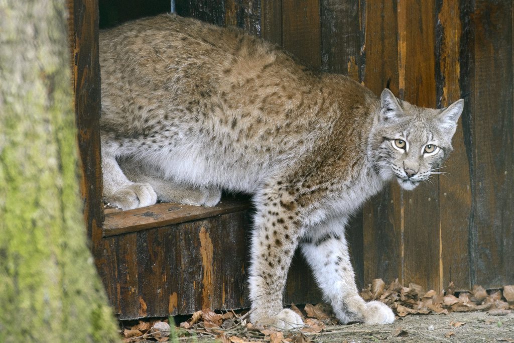 La révision des Plans Loup et Lynx ne plaît guère à certains des cantons directement concernés, qui craignent de se perdre dans des méandres administratifs et d'être dépassés par la hausse des populations de prédateurs.
