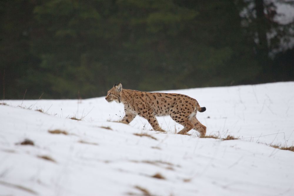 Difficilement observable en général, ce lynx, ici surpris dans la neige, s'est laissé shooter sous toutes les coutures. Une belle récompense pour la patience du photographe.