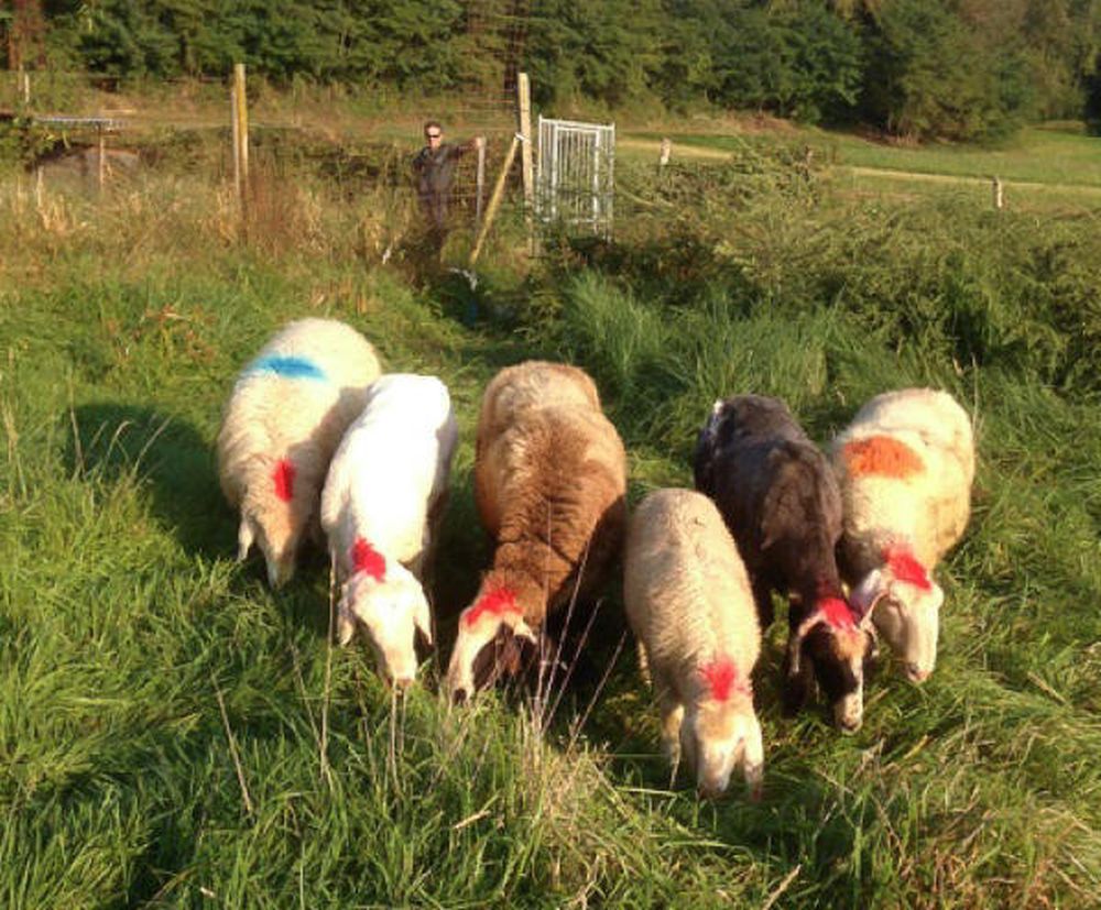 Les 6 moutons ont été retrouvés à Domodossola, en Italie.