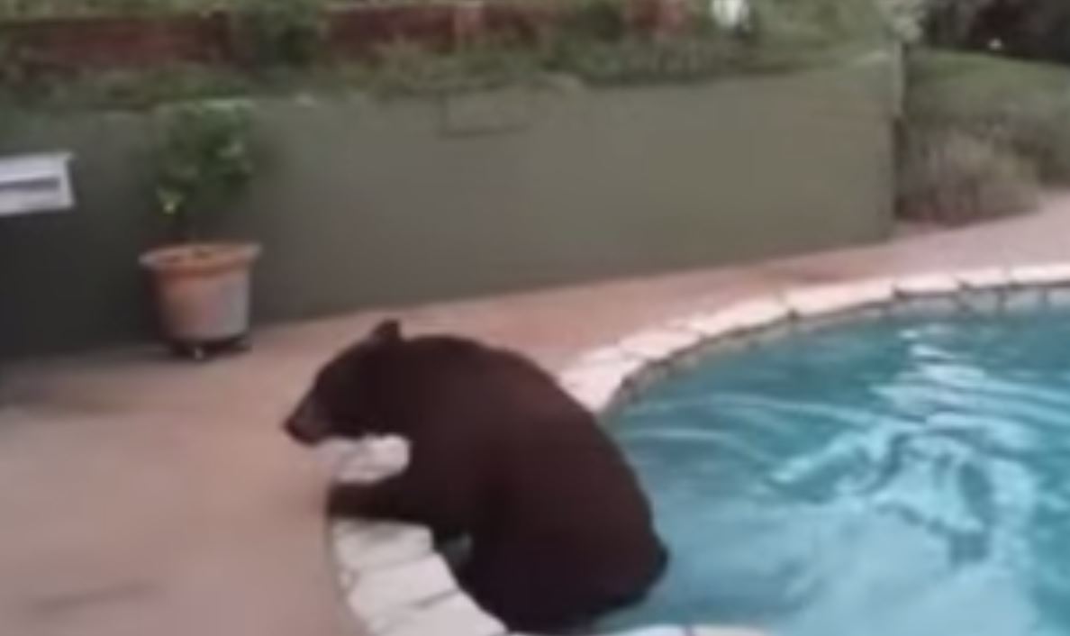 L'ours a passé plusieurs minutes dans l'eau, avant de s'en aller comme il était venu.