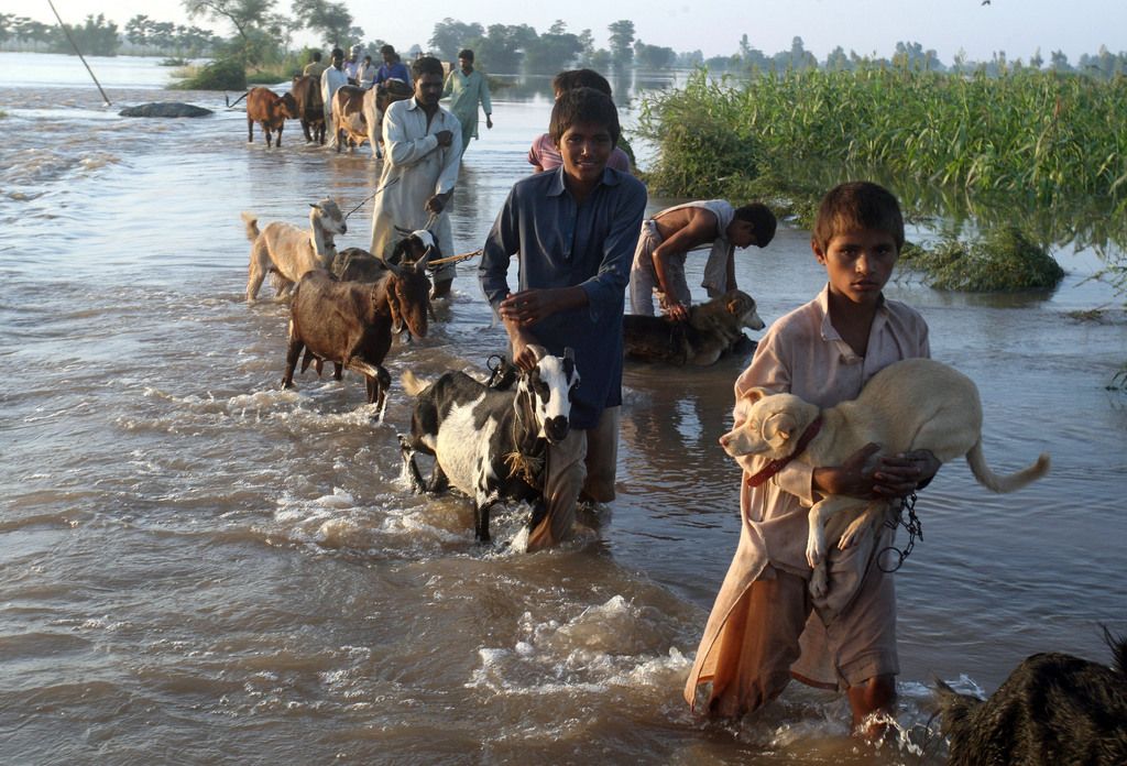 Local residents with their livestocks wade through floodwaters as they move to safe place following heavy rains in Jafar Kot near Wazirabad, some 100 kilometers (65 miles) north of Lahore, Pakistan, Sunday, Sept. 7, 2014. Heavy monsoon rains and flash floods have killed more than 120 people in Pakistan officials said, as forecasters warned of more rain in the coming days and troops raced to evacuate people from deluged areas. (AP Photo/K.M. Chaudary)