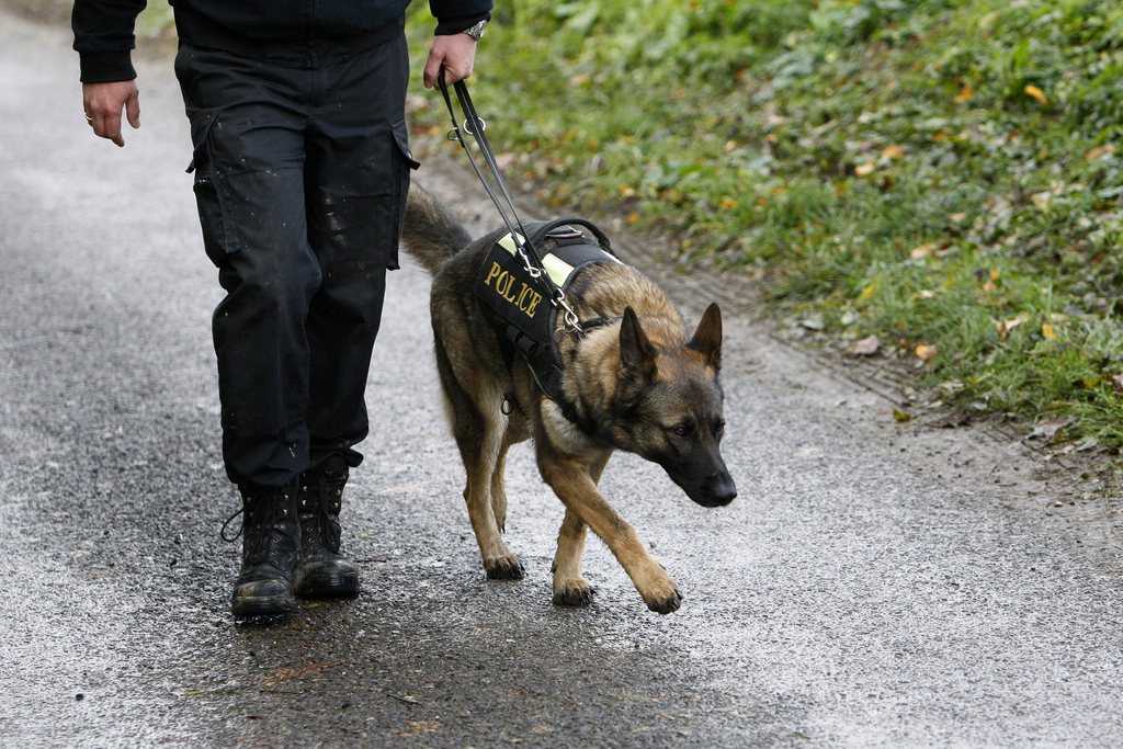 C'est un chien spécialisé dans la recherche de drogue qui a mis les policiers genevois sur la piste de sachets d'héroïne planqués dans les arbres du Lignon à Genève jeudi soir.