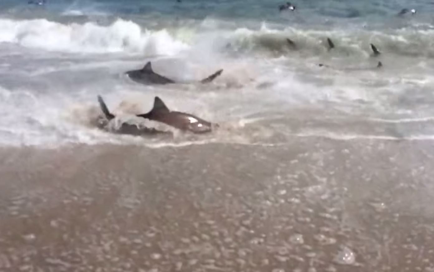 Les requins sont restés près de 5 minutes sur la plage pour se nourrir.