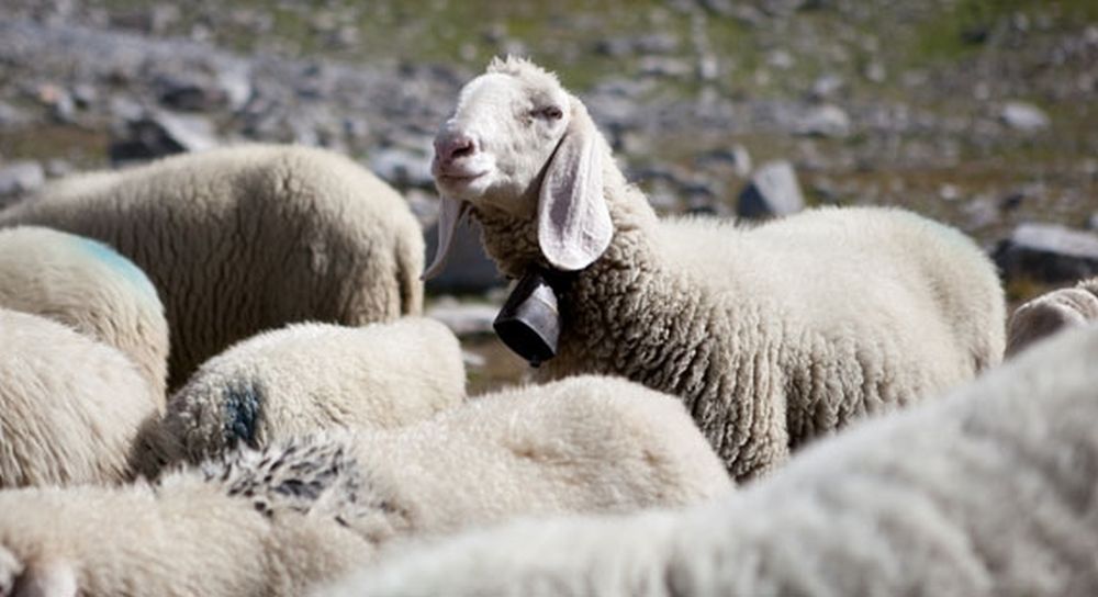Le mouton de Saas est une espèce menacée. Il n'en reste plus que 400!