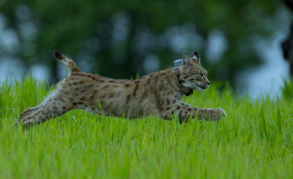 Le Lynx Talo, recueilli affaibli, remis en liberté en mai 2013 équipé d'un collier GPS, goûte parfaitement à la vie sauvage désormais.