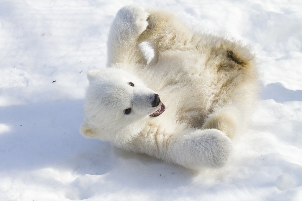 Des milliers d'ours polaires ont disparu au début des années 2000. Les scientifiques ignorent pourquoi la situation s'est améliorée dès 2007.