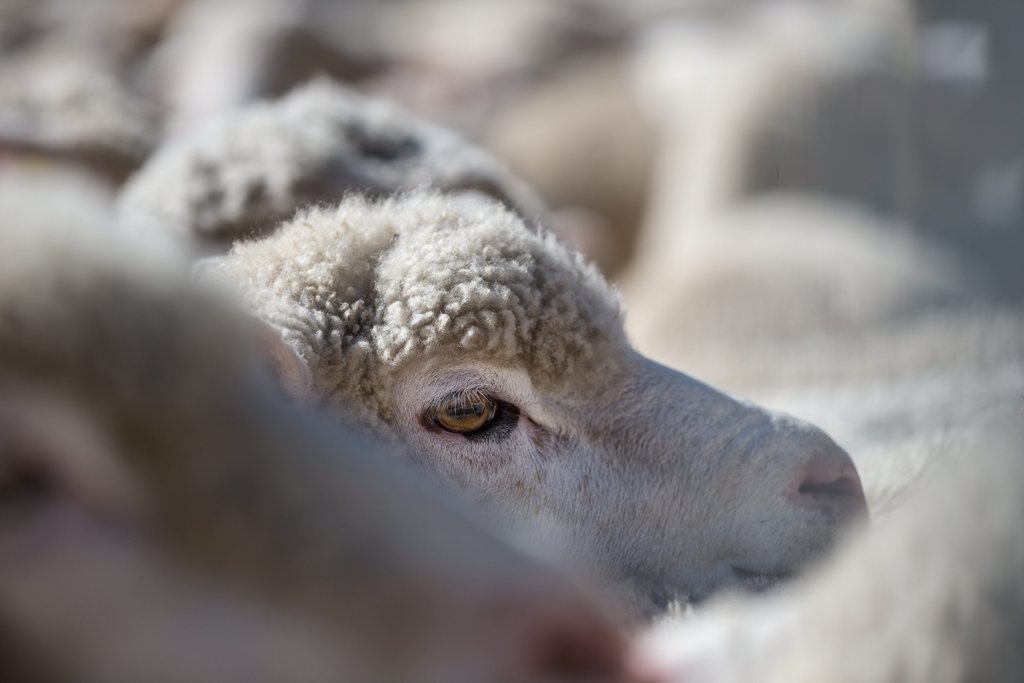 Le chien a sauté par-dessus la clôture d'un enclos où se trouvait une trentaine de moutons.