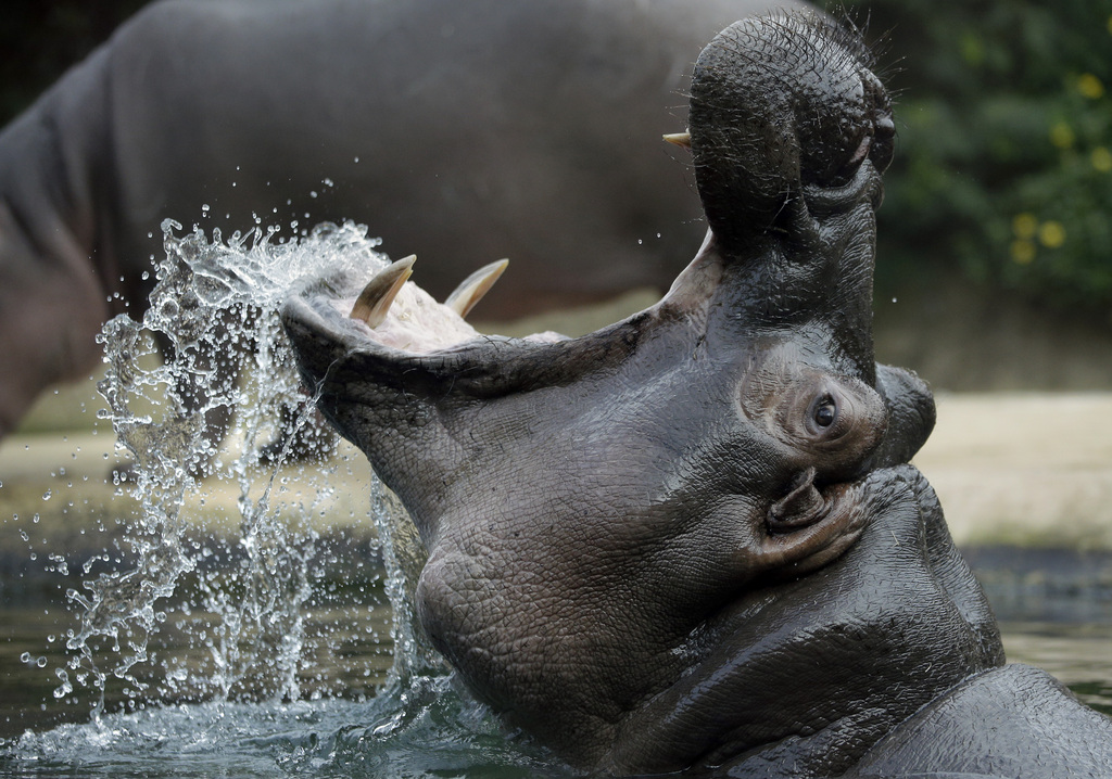 A hippo opens its mouth as it takes a bath at the Zoo in Berlin, Germany, Tuesday, Oct. 14, 2014. (AP Photo/Michael Sohn)