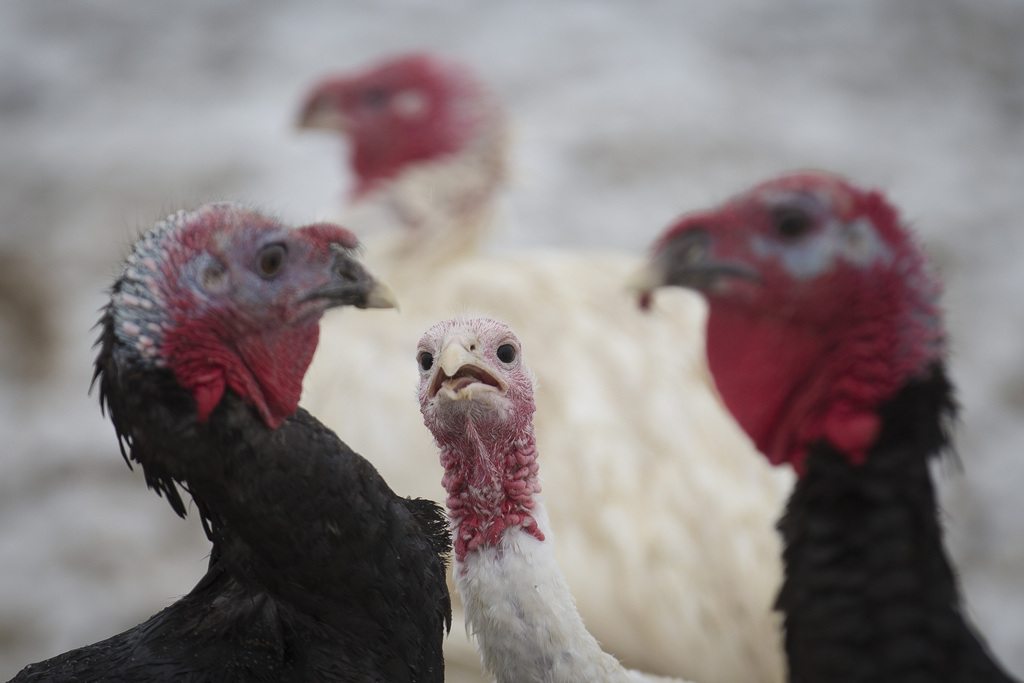 Ces dernières semaines, plusieurs autres cas de grippe aviaire H5N8 sont apparus en Europe.