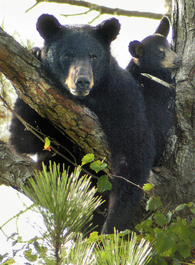 A black bear and her cub sit in a tree near Hurlburt Field Air Force Base, Fla., Wednesday, Aug. 2, 2006. According to Philip Pruitt, natural resources manager for Hurlburt Field, a mother bear and cubs have been spotted frequently in the area in the past month. He guessed the cubs were born in February. (AP Photo/The Northwest Florida Daily News, Devon Ravine) **MAGS OUT**