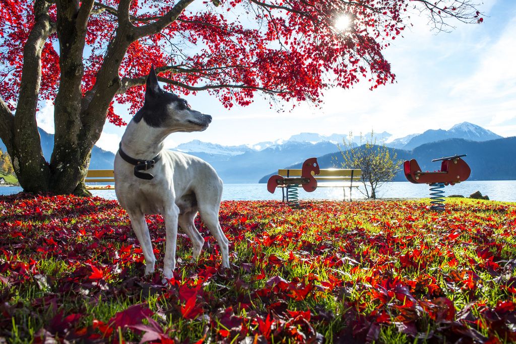 Ein Ahornbaum mit rotgefaerbten Blaettern und Hund Noeldi stehen am Sonntag, 16. November 2014 auf einem Kinderspielplatz am Vierwaldstaettersee in Weggis. (KEYSTONE/Sigi Tischler)