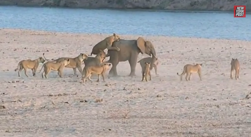 Un combat à mort entre un éléphanteau et 14 lionnes s'est conclu par la victoire étonnante du pachyderme.