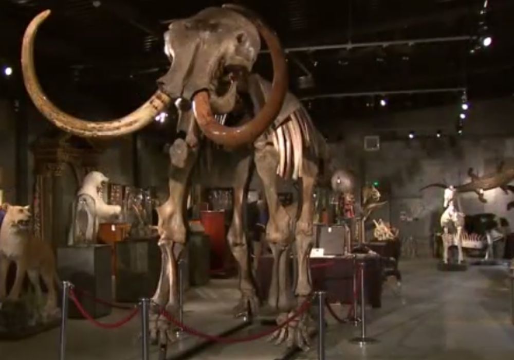 Le squelette d'un mammouth baptisé Monty, dont l'espèce s'est éteinte il y a 10'000 ans, a été vendu aux enchères mercredi au Royaume-Uni pour 189'000 livres (287'000 francs).
