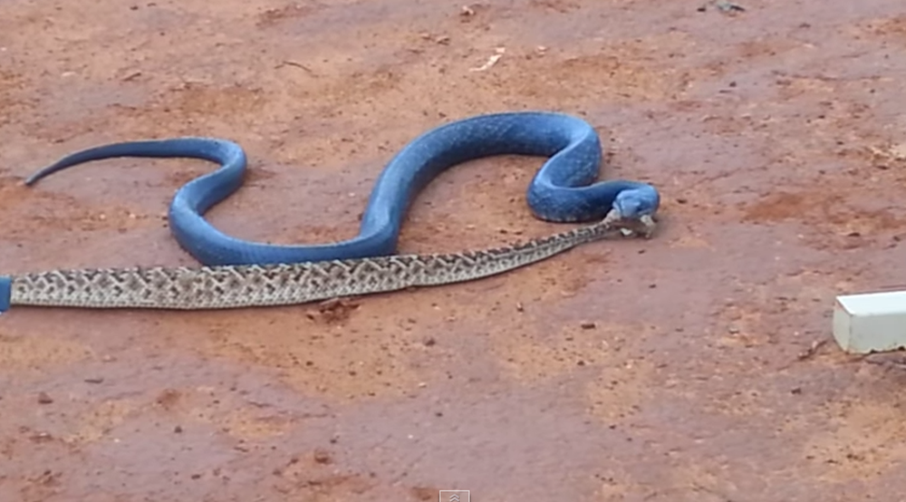 Le serpent indigo ne craint pas la morsure du serpent à sonnette. Bien utile lorsqu'il souhaite en faire son casse-croûte.