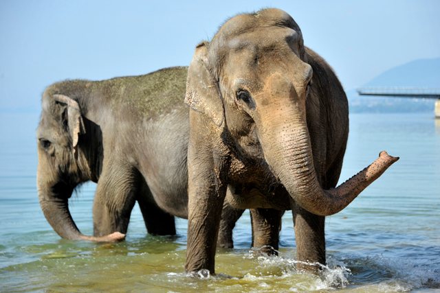 Les éléphants sont particulièrement menacés de disparition.
