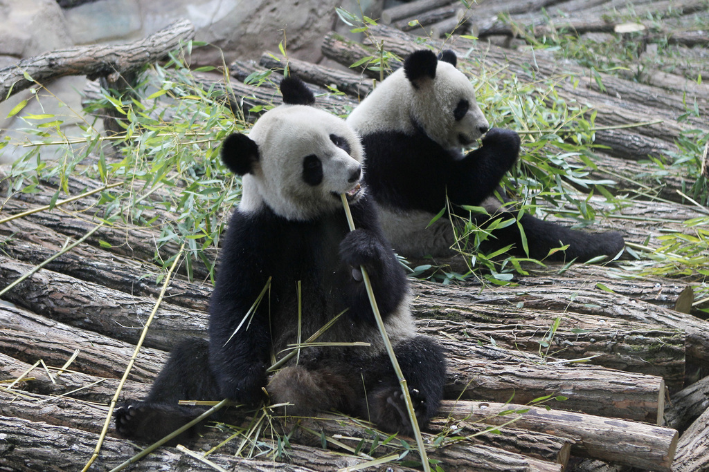 Viewed through a glass panel, male panda Yuan Zia, right, and female Panda Huan Huan, eat bamboo at the Zoo Parc de Beauval in Saint-Aignan, central France, on Tuesday, Jan. 17, 2012.  The pair of giant pandas arrived in France from a Chinese reserve on Sunday Jan. 15, and are scheduled to spend 10-years in the Parc de Beauval, where they hope the pair will reproduce and help boost the world's dwindling panda population.(AP Photo/Michel Euler)