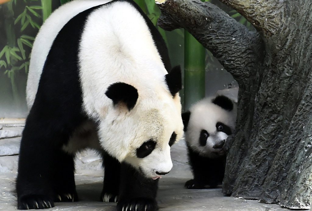 epa04522828 Mother panda Ju Xiao plays with one of her triplet cubs in the Chimelong Wildlife Park in Guangzhou in south China's Guangdong province, 09 December 2014. The keepers gave one cub to the mother panda Ju Xiao each time on a rotation basis at the first, and now Ju Xiao can take care of her three cubs at the same time. The cubs, born on July 29, are the fourth panda triplets recorded in history and the only living triplets now in the world. Only 1,000 tourists will be allowed to visit them each day.  EPA/WILSON WEN CHINA OUT