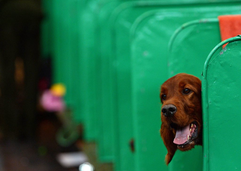 epa04648713 An English Setter looks out from its bench at the annual Crufts Dog Show at the NEC Arena in Birmingham, Britain, 05 March 2015. The world's largest dog show will be held from 05 to 08 March. The main competition is for the Best in Show award, the most coveted title sought by dog owners.  EPA/NIGEL RODDIS