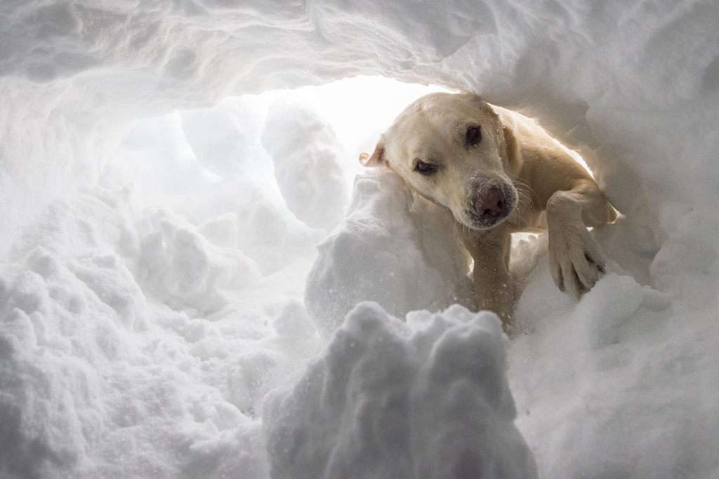 Les victimes se trouvaient sous une couche de neige d'au moins un mètre. Ici, le labrador retriever Nanuk en action.