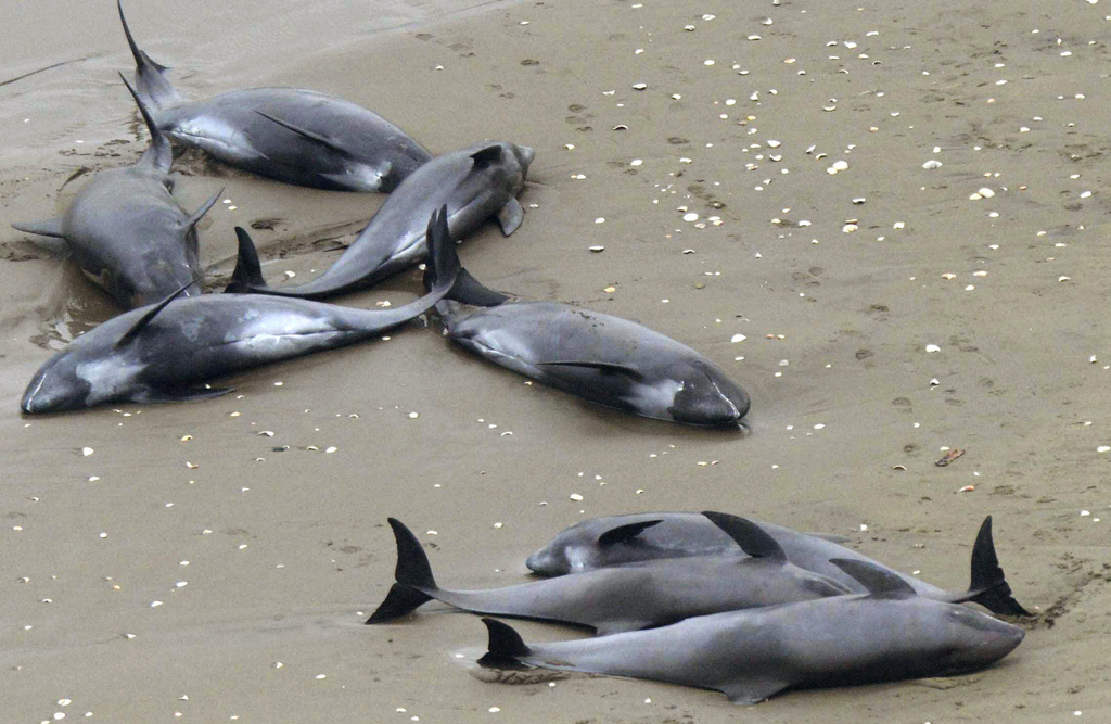 La très grande majorité des dauphins qui se sont échoués ont péri. 