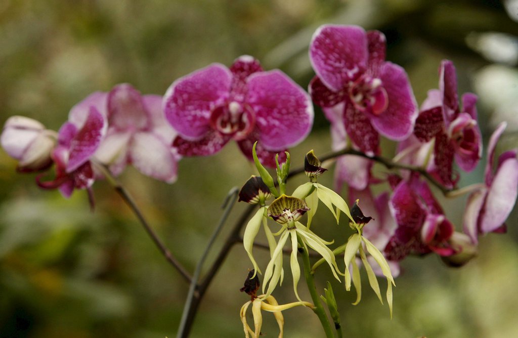La majorité des espèces d'orchidées se rencontrent dans les régions tropicales.