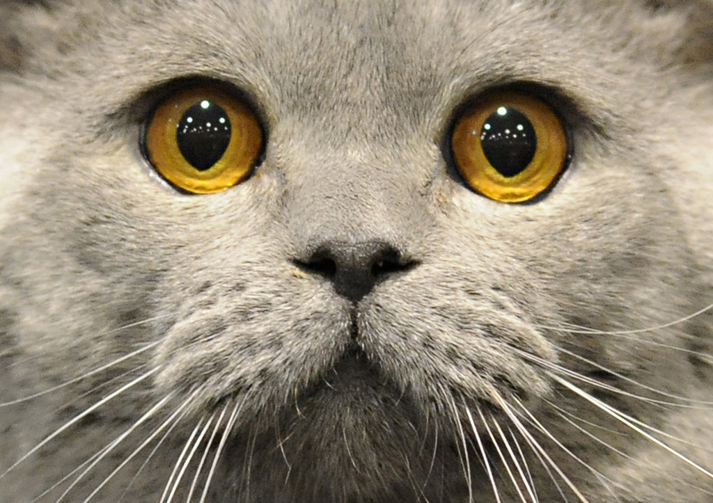 A British Shorthair cat looks on during an international cat show in Warsaw, Poland, Saturday, Nov. 21, 2009. (AP Photo/Alik Keplicz)