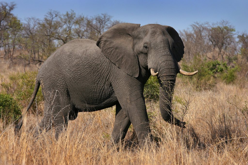 epa01942652 (FILE) A file photograph dated 25 October 2009 shows one of the 'Big Five', an African elephant, in South Africa's Kruger National Park. South African tourism operators are seeing marketing gold in the Soccer World Cup, a chance to sell the country as a destination to foreign travellers long after the games are over. Gateway Tours and Safaris, which saw 70% of its reservations cancelled for 2009, said the tournament represented a marketing opportunity that could help the industry recover from a dismal year with bookings hit by the global economic crisis. The draw for the FIFA World Cup 2010 takes place in Cape Town on 04 December 2009.  EPA/JON HRUSA