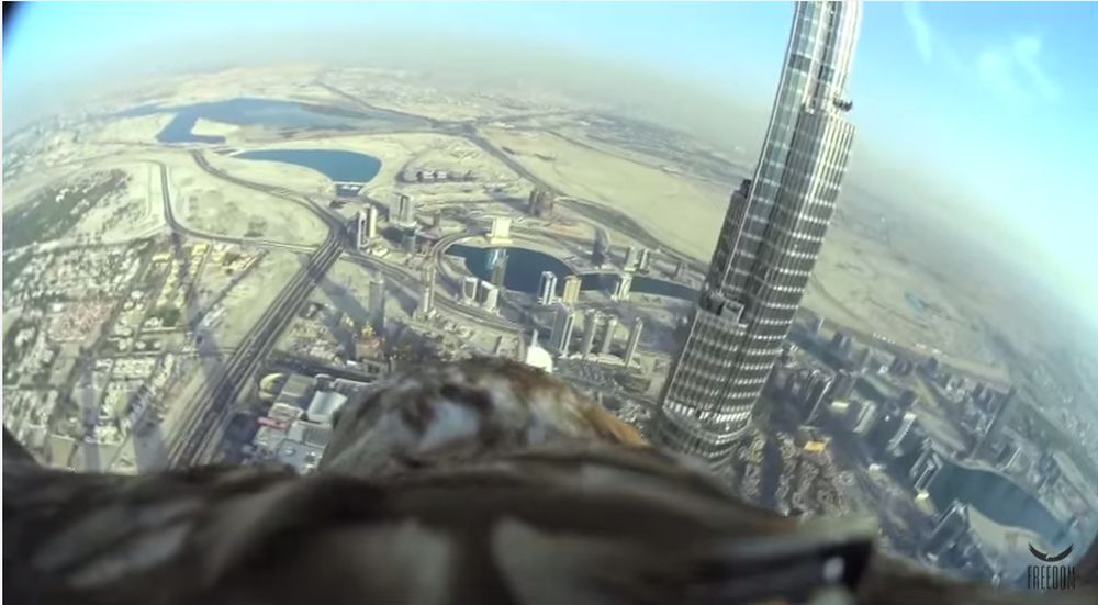Une caméra embarquée sur un aigle qui survole Dubaï.