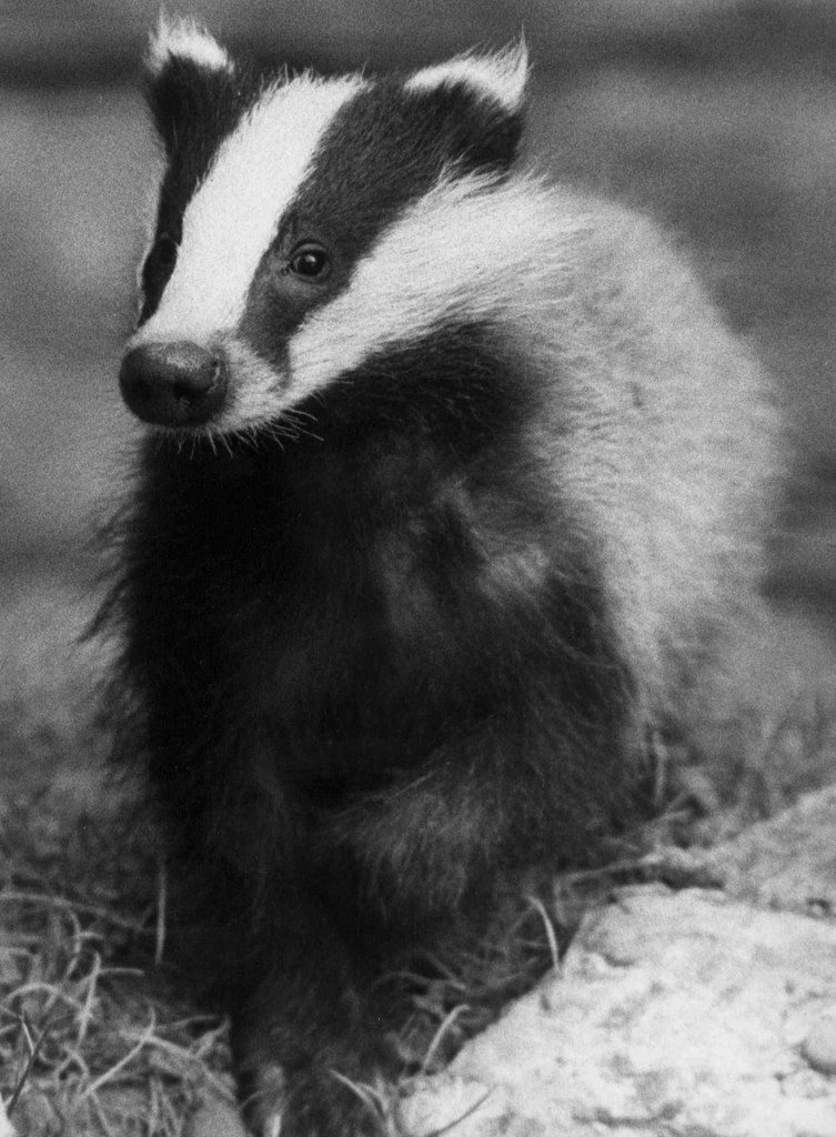 Undatierte Aufnahme von einem Dachs. (KEYSTONE/ARCHIVE)