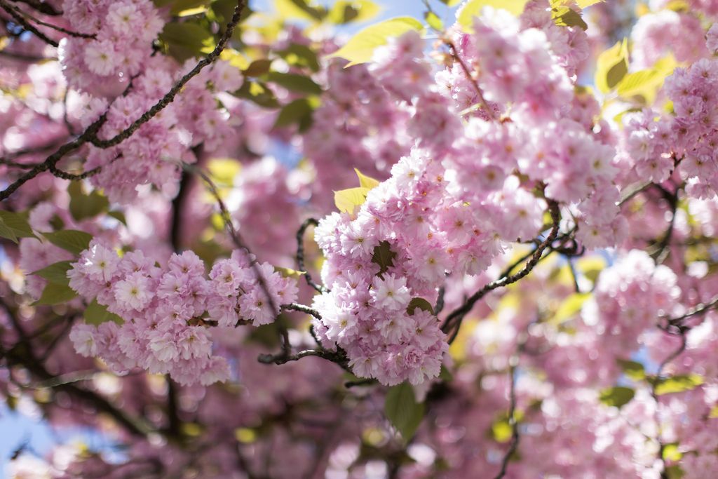 Kirschblueten in Zuerich, aufgenommen am 10. April 2014. (KEYSTONE/Gaetan Bally)

Cherry blossoms, pictured in Zuerich, Switzerland, April 10, 2014. (KEYSTONE/Gaetan Bally)