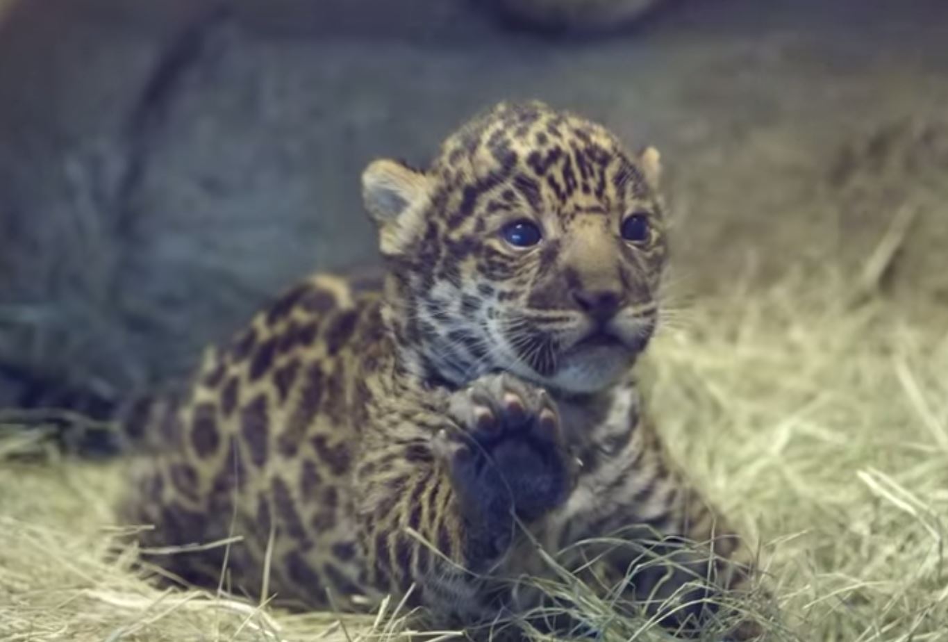 Le petit jaguar n'a pas encore de nom. Son sexe n'est d'ailleurs pas connu.