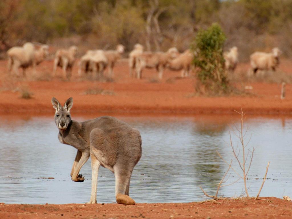 WW03 - 20020719 - WHITE CLIFFS, AUSTRALIA : A kangaroo stands next to a rare waterhole as sheep gather as they look for food on a station near White Cliffs, 19 July 2002, which is one of the outback areas hit badly by drought in the state of New South Wales.  More than two-thirds of Australia's most populous state has been hit by drought creating hardship for its farmers.  Authorities 22 July appealed to the nation's banks to help struggling farmers avoid bankruptcy.   
EPA PHOTO AFPI / WILLIAM WEST