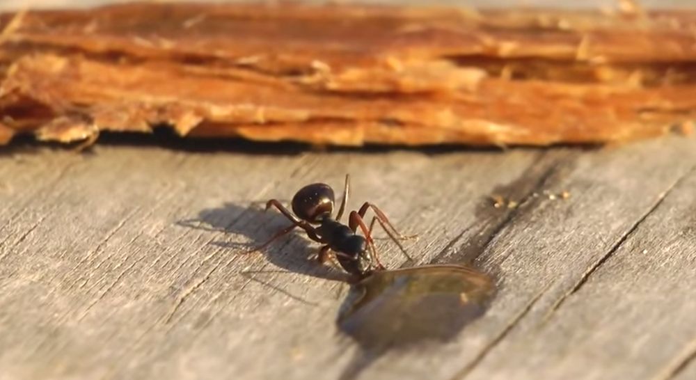 Une fourmi russe complètement bourrée après quelques gouttes de vodka.