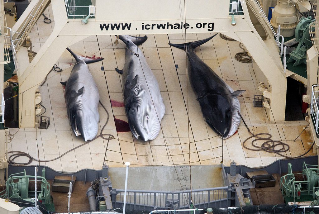 Des baleines mortes sur un document du site icrwhale.org au Japon, un pays gros consommateur de viande de baleine.