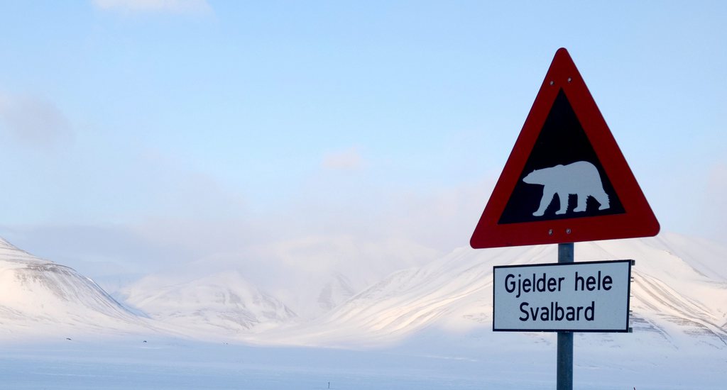 Les attaques d'ours blancs sont fréquentes dans l'archipel du Svalbard, au nord de la Norvège. 