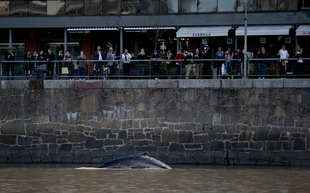 Argentine: la baleine perdue de Buenos Aires est en chemin vers le large.