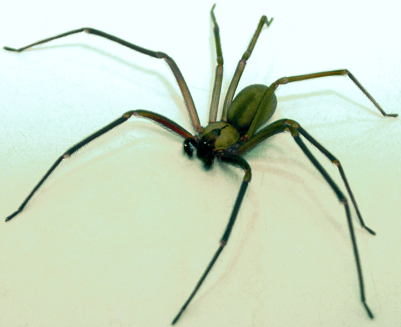 La recluse brune est impressionnante sur cette image. Mais son corps mesure à peine un centimètre.