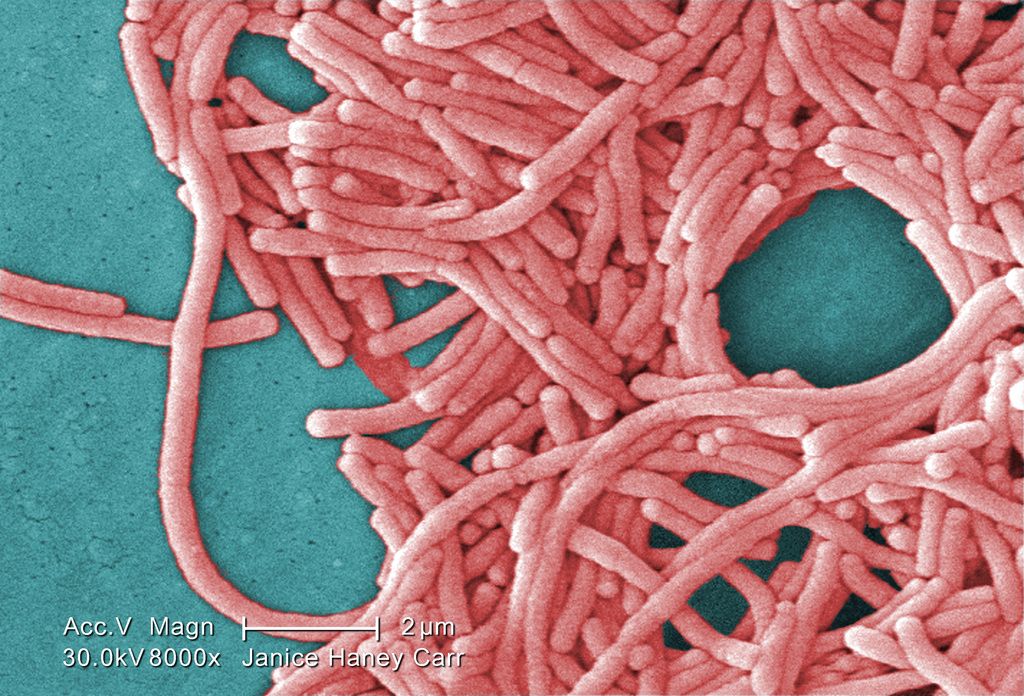 This 2009 colorized 8000X electron micrograph image provided by the Centers for Disease Control and Prevention shows a large grouping of Gram-negative Legionella pneumophila bacteria. Cases of Legionnaire?s disease have tripled in the last decade, U.S. health officials said Thursday, Aug. 18, 2011, but the risk of dying from it is lower because of more effective treatment. (AP Photo/Janice Haney Carr)