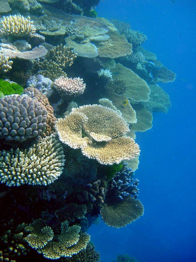 Great Barrier Reef, June 24, 2004. File - Undated photo of an undamaged section of the Great Barrier Reef. Scientists have warned the reef, which stretches for 2000km and is one of the seven wonders of the world, had lost half its coral cover in the last 40 years and was continuing a rapid decline. The decline is a result of factors such as global warming, over-fishing, chemical pollution, disease and sedimentation from urban development and agriculture.  (KEYSTONE/EPA/James Cook)    === University AUSTRALIA OUT, NEW ZEALAND OUT, ,  ===