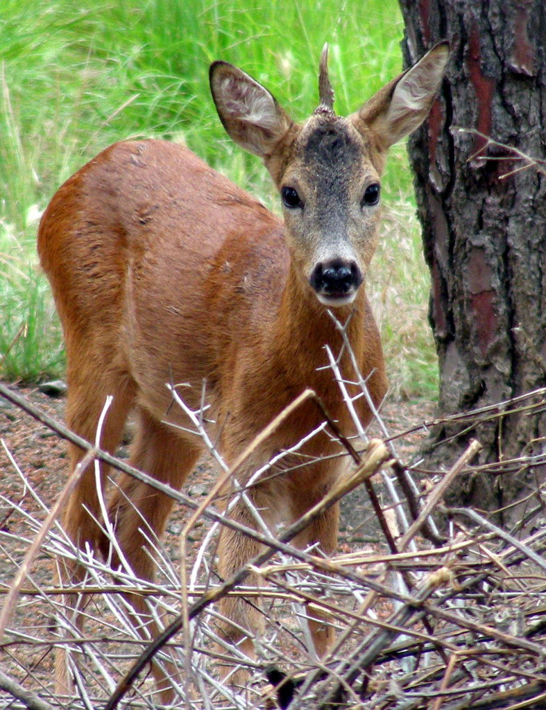This undated photo provided by the Center of Natural Sciences in Prato, Italy, Wednesday, June 11, 2008, shows a deer with a single horn in the center of its head. The one-year-old Roe Deer - nicknamed "Unicorn''  - was born in captivity in the research center's park in the Tuscan town of Prato, near Florence, Gilberto Tozzi, director of the Center of Natural Sciences, said. He is believed to have been born with a genetic flaw; his twin has two horns. (AP Photo/Center of Natural Sciences, ho)  ** EDITORIAL USE ONLY ** === PHOTO PROVIDED BY THE CENTER OF NATURAL SCIENCES, AP PROVIDES ACCESS TO THIS PUBLICLY DISTRIBUTED HANDOUT PHOTO TO BE USED ONLY TO  ILLUSTRATE NEWS REPORTING OR COMMENTARY ON THE FACTS OR EVENTS DEPICTED IN  THIS IMAGE. === 