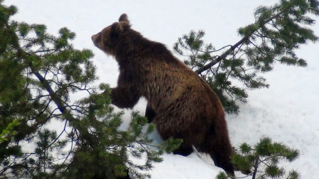 Percuté lundi soir par un train, l'ours
est surveillé à distance par des gardes-chasse.