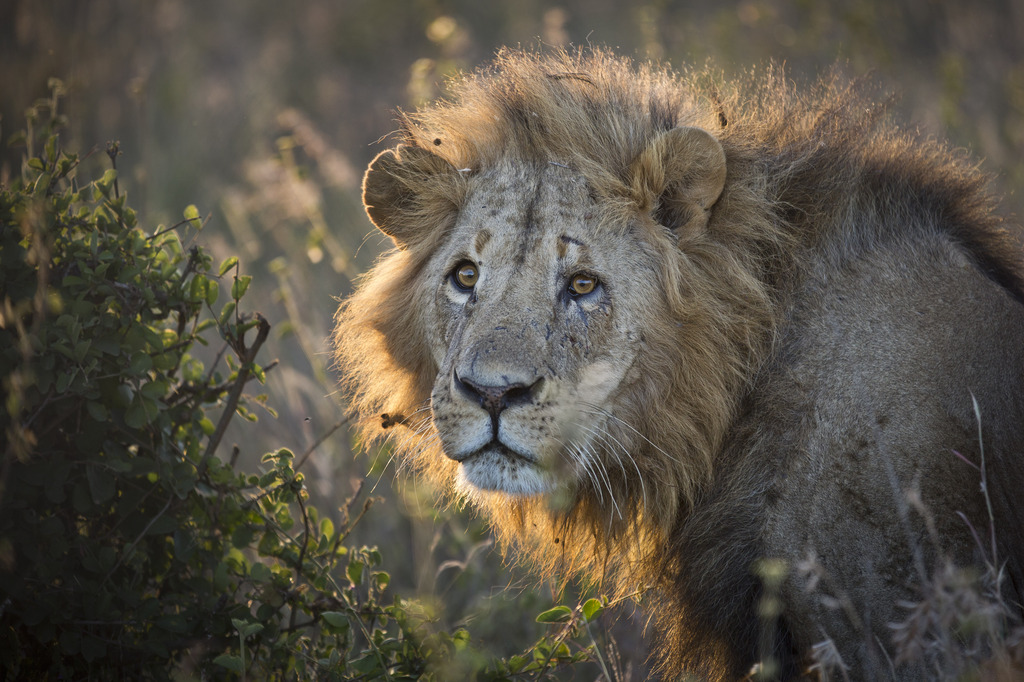 La moitié des 20'000 lions africains pourrait disparaître d'ici 20 ans.
