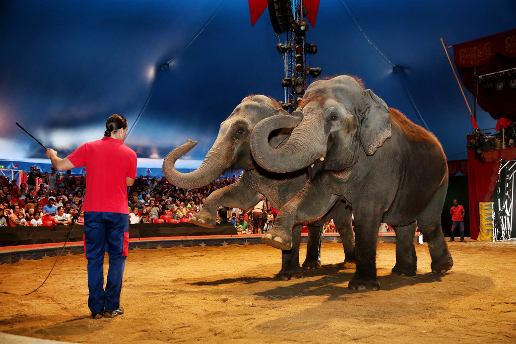 Le Cirque Knie n'utilisera plus d'éléphants dans ses spectacles dès 2016.