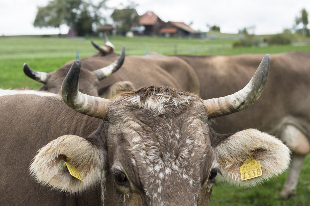 La baisse de rentabilité est due en partie à l'écroulement du prix du lait.