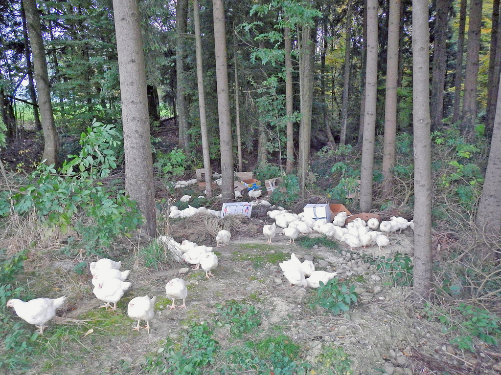 Dans la nuit de dimanche à lundi, près de 150 poulets ont été déposés par un jeune homme au bord d'une forêt près de Happerswil (TG).