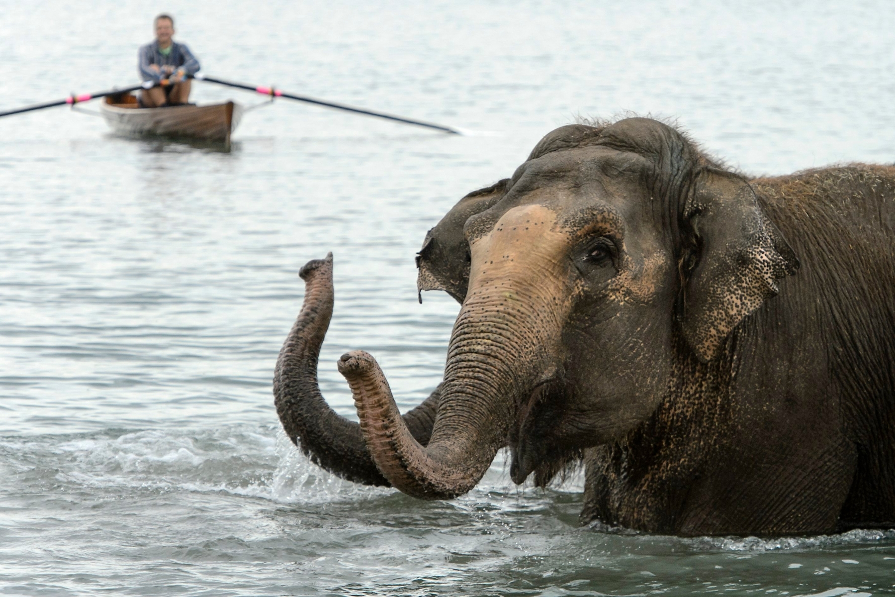 Un public nombreux regardent la traditionnelle Baignade des elephants du Cirque Knie ce mardi 6 octobre 2015 dans le lac Leman a Lausanne. (KEYSTONE/Jean-Christophe Bott) SUISSE KNIE BAIGNADE ELEPHANTS