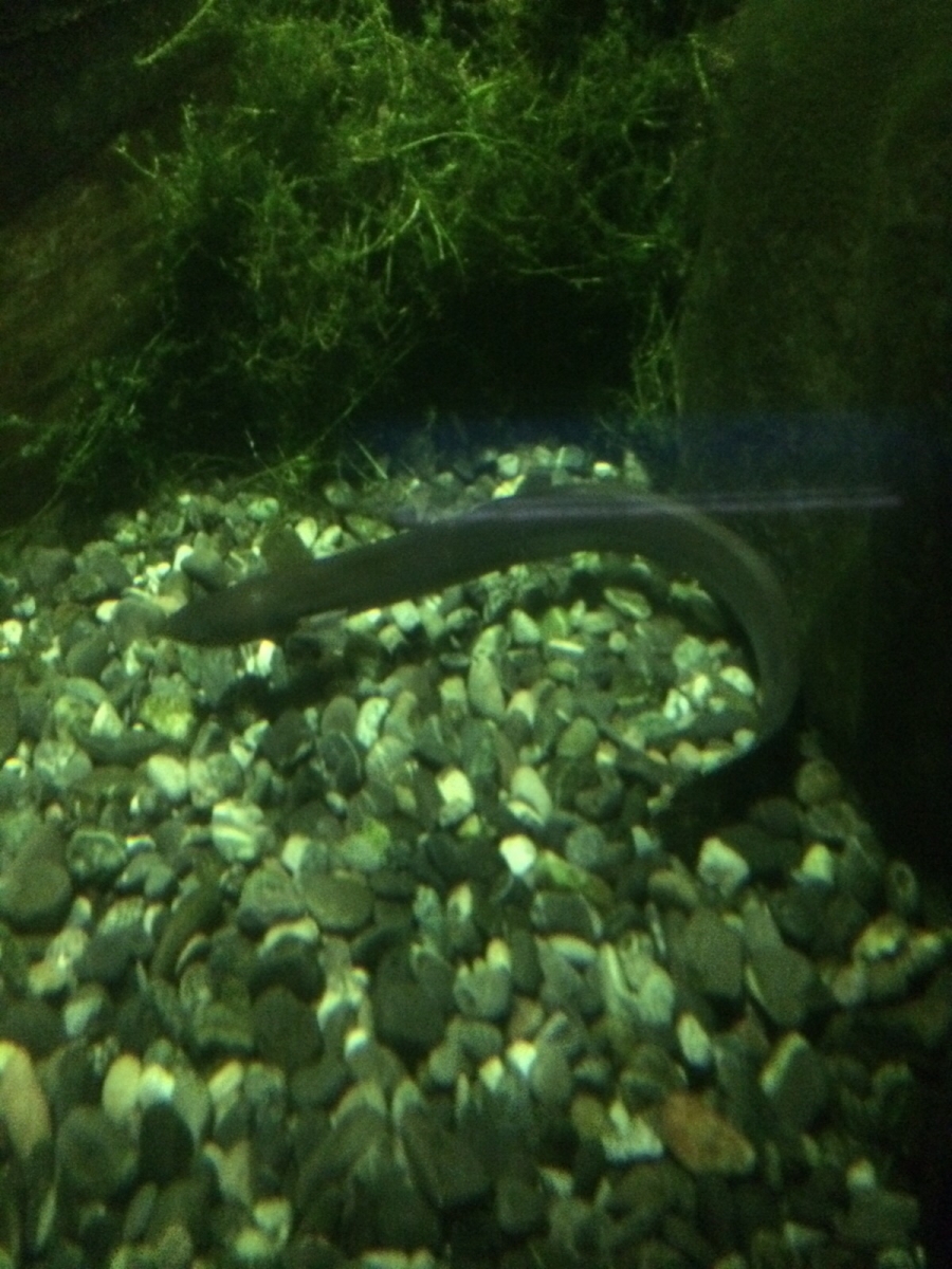 Fidèle à ses habitudes nocturnes, l'anguille sort très rarement de sa cachette.