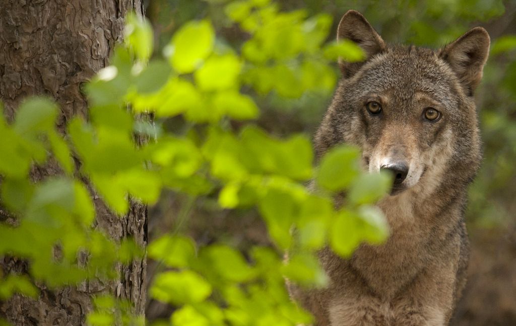 Depuis la réapparition du loup dans les Alpes au début des années 90, leur nombre augmente régulièrement, exaspérant les éleveurs.