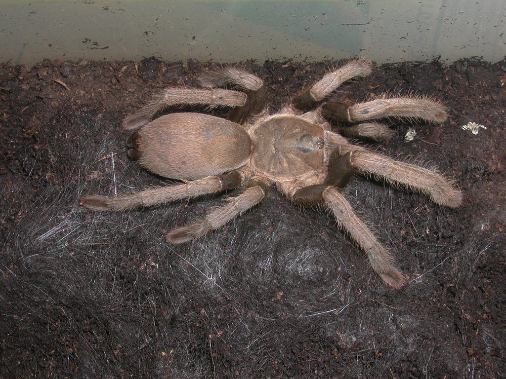 L'Australie dispose d'une "collection" aussi impressionnante que terrifiante d'araignées.